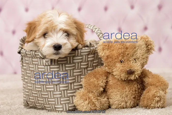  : Dog Bichon Havanese 8 week old puppy