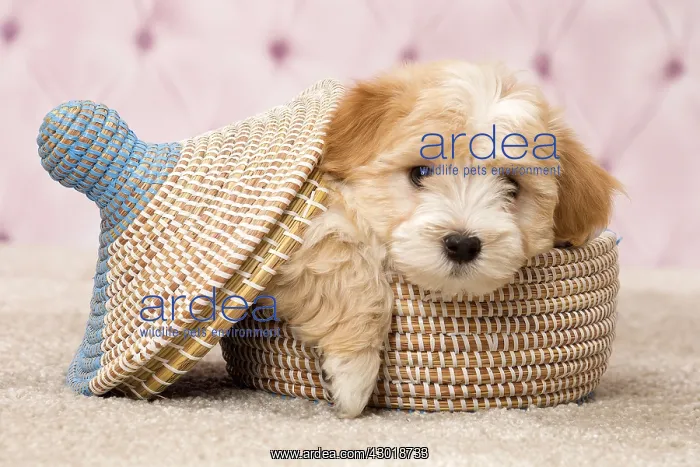  : Dog Bichon Havanese 8 week old puppy