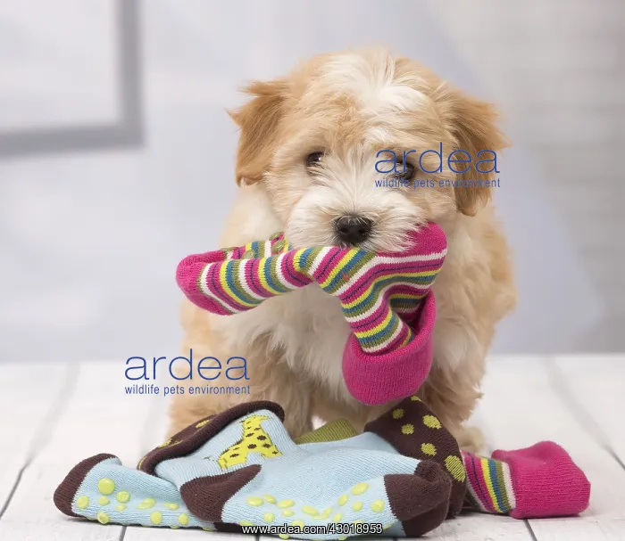  : Dog Bichon Havanese 8 week old puppy