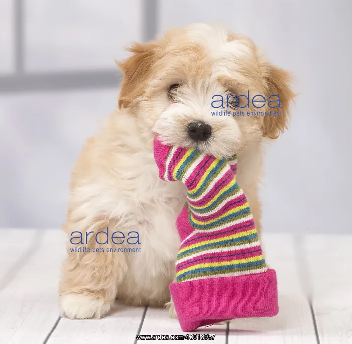 : Dog Bichon Havanese 8 week old puppy