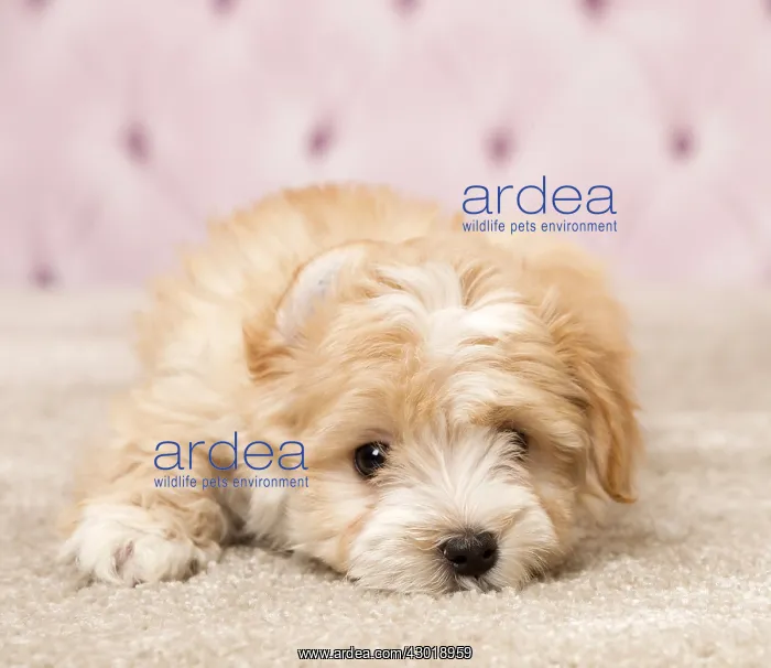 : Dog Bichon Havanese 8 week old puppy
