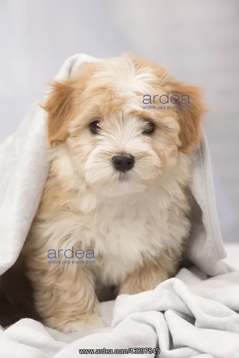  : Dog Bichon Havanese 8 week old puppy