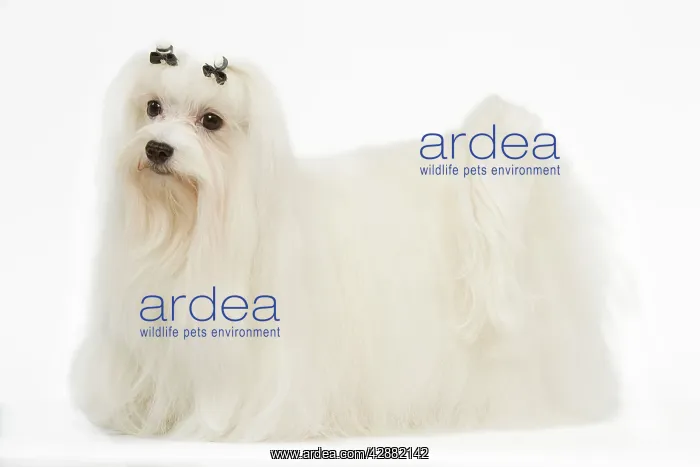 : Dog - Bichon Maltese in studio : Dog - Bichon Maltese in studio