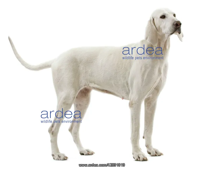  : Dog - Billy breed