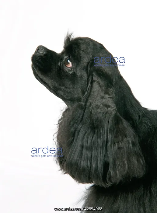 : DOG. Black American cocker spaniel : DOG. Black American cocker spaniel