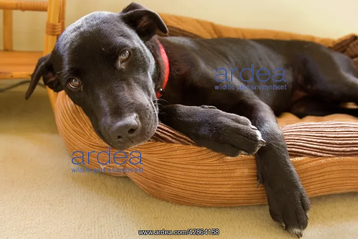 : Dog - Black dog curled up in its bed : Dog - Black dog curled up in its bed