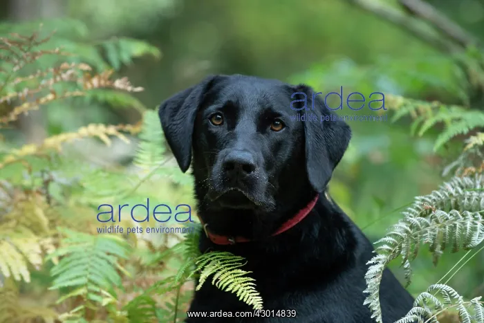 : DOG. Black Labarador, head & shoulders, portrait : DOG. Black Labarador, head & shoulders, portrait