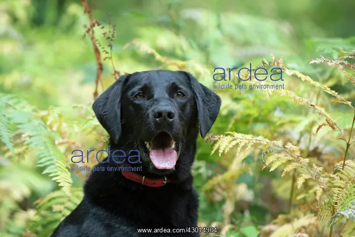 : DOG. Black Labarador, head & shoulders, portrait : DOG. Black Labarador, head & shoulders, portrait