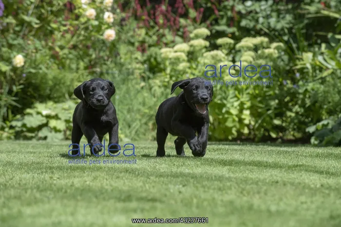 : DOG. Black Labarador puppies (8 weeks old ) running : DOG. Black Labarador puppies (8 weeks old ) running