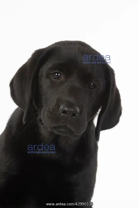 : DOG. Black labarador puppy (10 weeks old ) head : DOG. Black labarador puppy (10 weeks old ) head