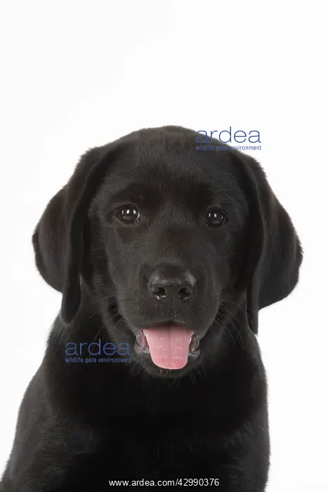 : DOG. Black labarador puppy (10 weeks old ) head : DOG. Black labarador puppy (10 weeks old ) head