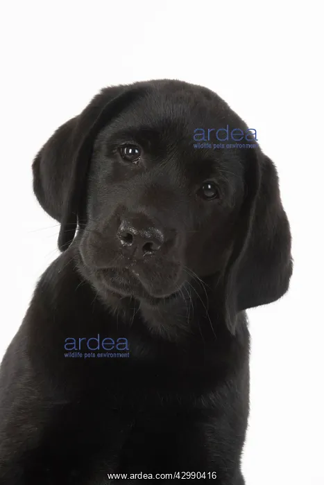 : DOG. Black labarador puppy (10 weeks old ) head : DOG. Black labarador puppy (10 weeks old ) head