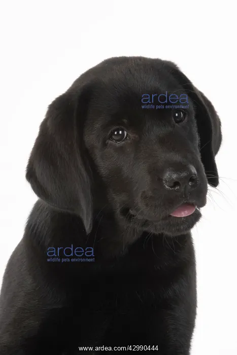 : DOG. Black labarador puppy (10 weeks old ) head : DOG. Black labarador puppy (10 weeks old ) head