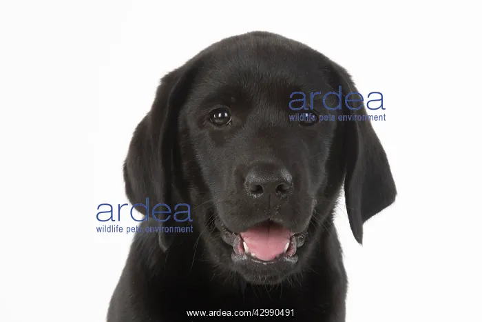 : DOG. Black labarador puppy (10 weeks old ) head : DOG. Black labarador puppy (10 weeks old ) head