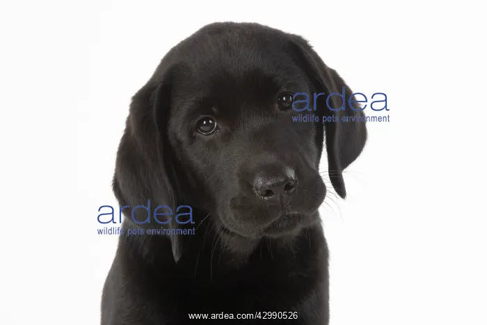 : DOG. Black labarador puppy (10 weeks old ) head : DOG. Black labarador puppy (10 weeks old ) head