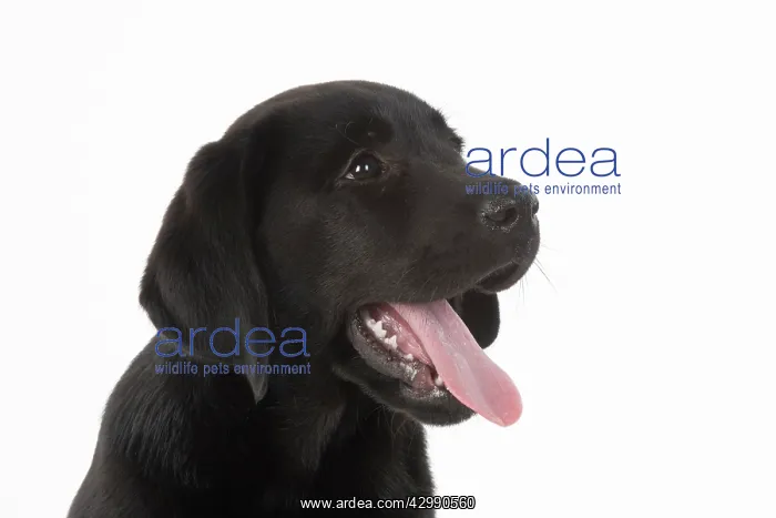 : DOG. Black labarador puppy (10 weeks old ) head : DOG. Black labarador puppy (10 weeks old ) head