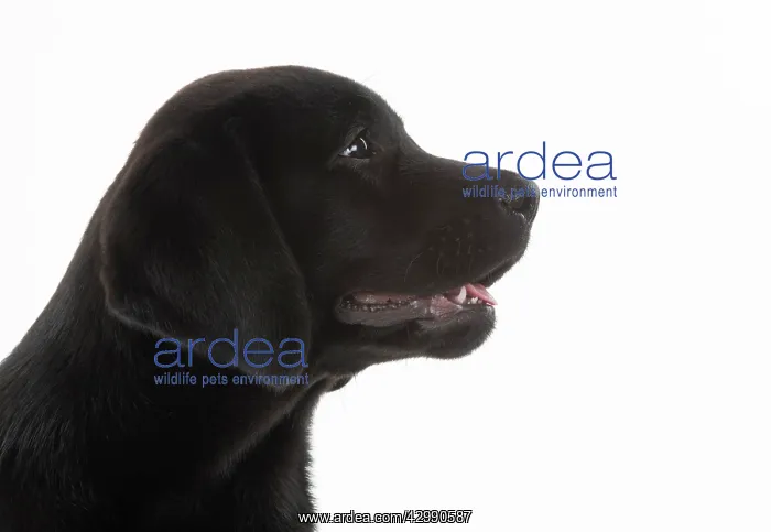 : DOG. Black labarador puppy (10 weeks old ) head : DOG. Black labarador puppy (10 weeks old ) head