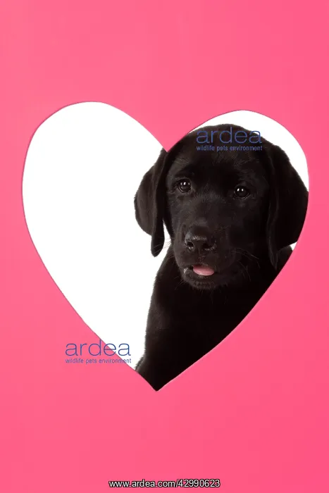 : DOG. Black labarador puppy (10 weeks old ) head : DOG. Black labarador puppy (10 weeks old ) head