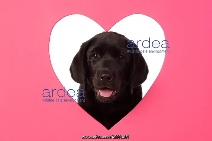 : DOG. Black labarador puppy (10 weeks old ) head : DOG. Black labarador puppy (10 weeks old ) head