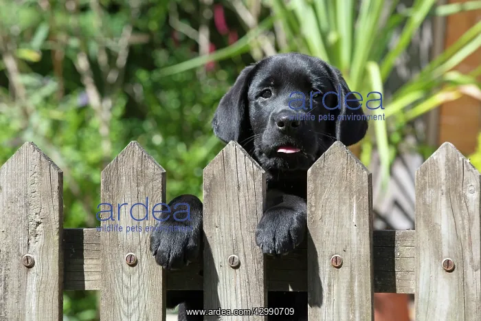 : DOG. Black labarador puppy (10 weeks old ) head : DOG. Black labarador puppy (10 weeks old ) head