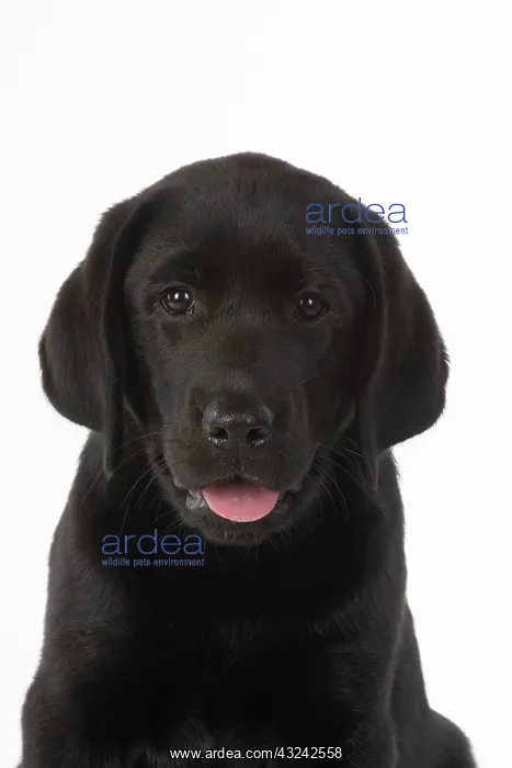 : DOG. Black labarador puppy (10 weeks old ) head : DOG. Black labarador puppy (10 weeks old ) head