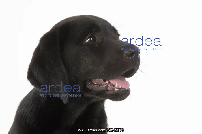 : DOG. Black labarador puppy (10 weeks old ) head : DOG. Black labarador puppy (10 weeks old ) head