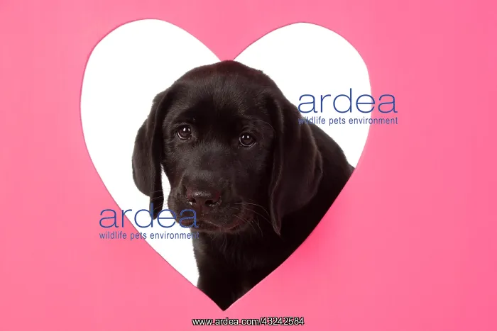 : DOG. Black labarador puppy (10 weeks old ) head : DOG. Black labarador puppy (10 weeks old ) head