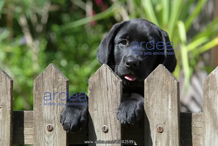 : DOG. Black labarador puppy (10 weeks old ) head : DOG. Black labarador puppy (10 weeks old ) head