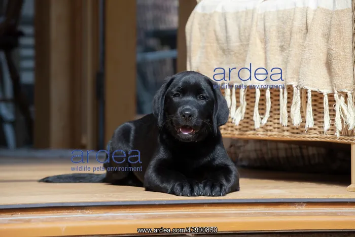 : DOG. Black labarador puppy (10 weeks old ) laying : DOG. Black labarador puppy (10 weeks old ) laying