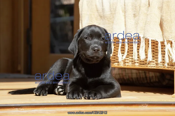 : DOG. Black labarador puppy (10 weeks old ) laying : DOG. Black labarador puppy (10 weeks old ) laying