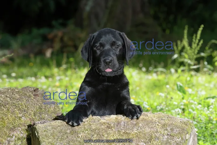 : DOG. Black labarador puppy (10 weeks old ) paws : DOG. Black labarador puppy (10 weeks old ) paws