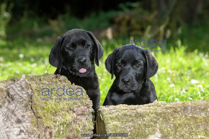 : DOG. Black labarador puppy (10 weeks old ) paws : DOG. Black labarador puppy (10 weeks old ) paws