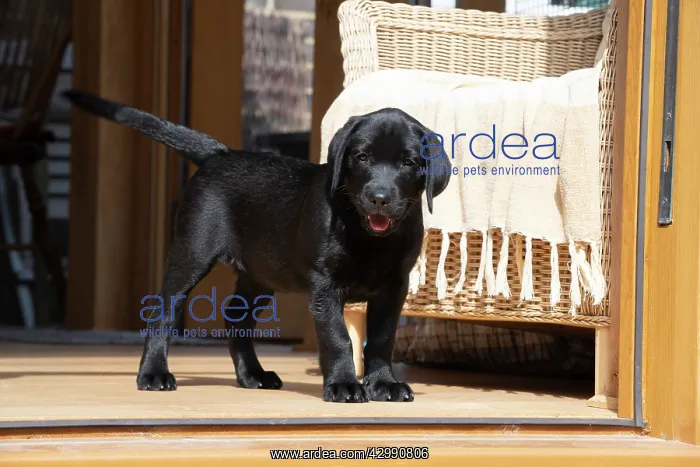 : DOG. Black labarador puppy (10 weeks old ) standing : DOG. Black labarador puppy (10 weeks old ) standing