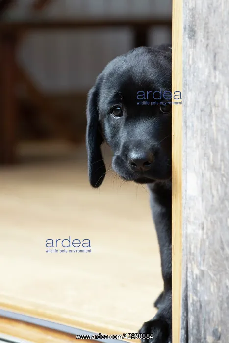 : DOG. Black labarador puppy (10 weeks old ) standing : DOG. Black labarador puppy (10 weeks old ) standing