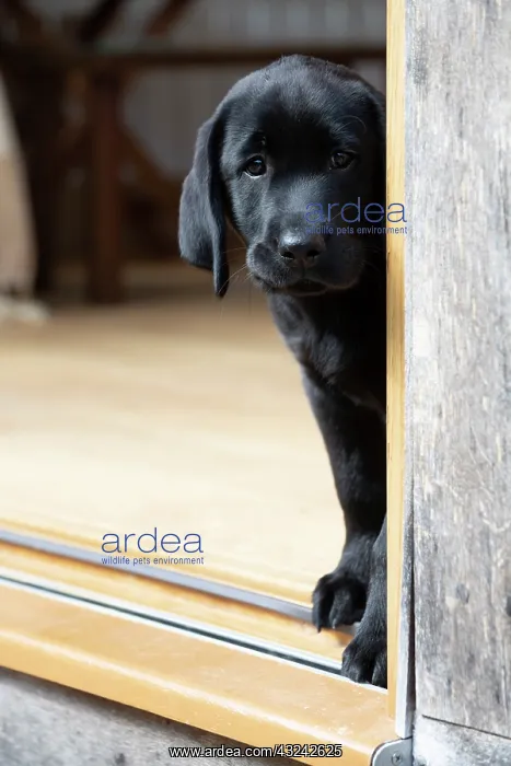 : DOG. Black labarador puppy (10 weeks old ) standing : DOG. Black labarador puppy (10 weeks old ) standing