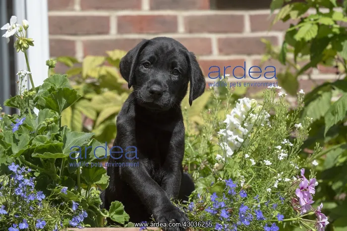: DOG. Black Labarador puppy (8 weeks old ) in : DOG. Black Labarador puppy (8 weeks old ) in