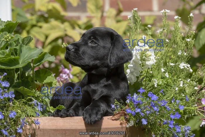: DOG. Black Labarador puppy (8 weeks old ) in : DOG. Black Labarador puppy (8 weeks old ) in
