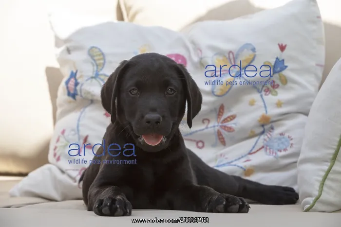  : DOG. Black Labarador puppy (8 weeks old ) on
