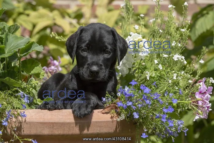 : DOG. Black Labarador puppy (8 weeks old ) in : DOG. Black Labarador puppy (8 weeks old ) in
