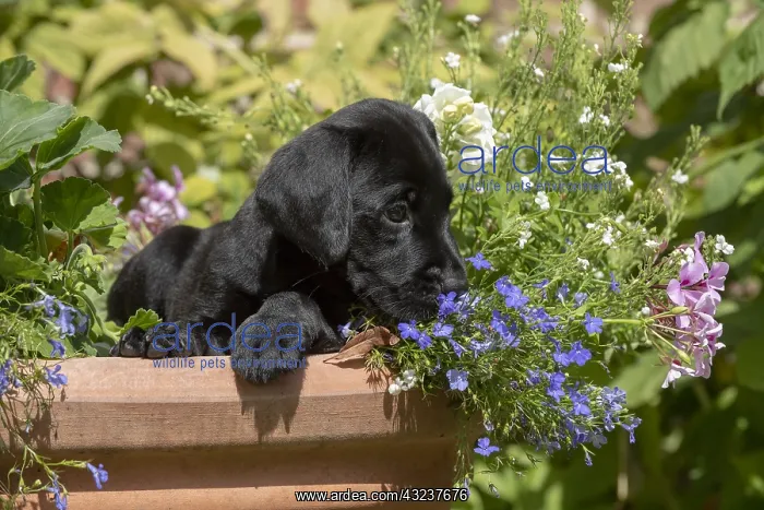  : DOG. Black Labarador puppy (8 weeks old ) in