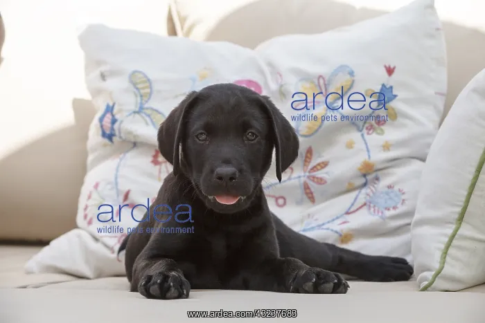  : DOG. Black Labarador puppy (8 weeks old ) on