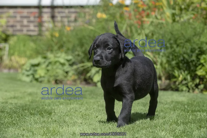 : DOG. Black Labarador puppy (8 weeks old ) in a garden : DOG. Black Labarador puppy (8 weeks old ) in a garden