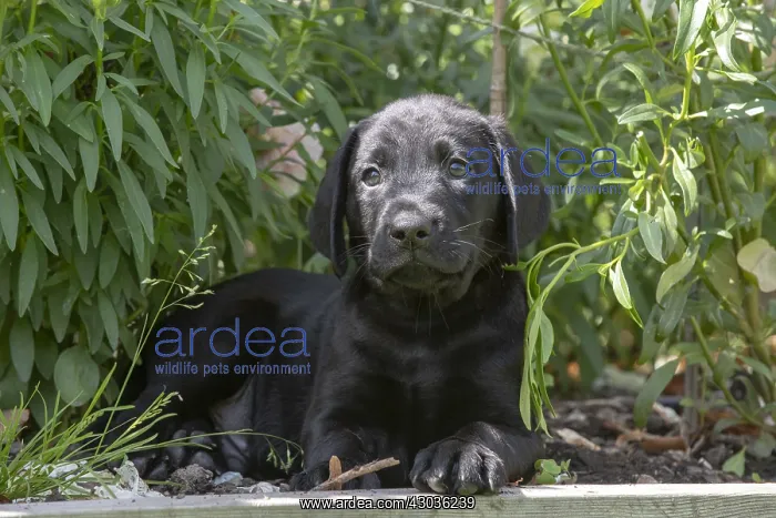 : DOG. Black Labarador puppy (8 weeks old ) in garden floliage : DOG. Black Labarador puppy (8 weeks old ) in garden floliage