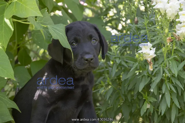 : DOG. Black Labarador puppy (8 weeks old ) in garden floliage : DOG. Black Labarador puppy (8 weeks old ) in garden floliage