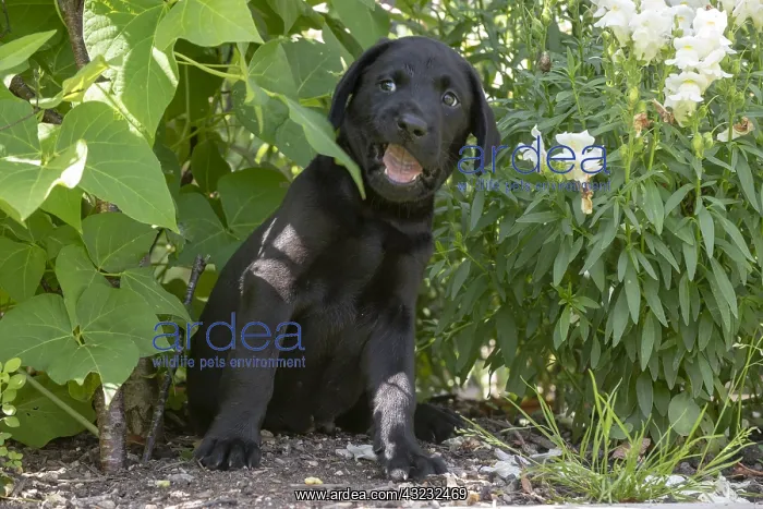 : DOG. Black Labarador puppy (8 weeks old ) in garden floliage : DOG. Black Labarador puppy (8 weeks old ) in garden floliage