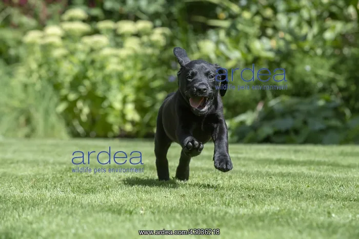 : DOG. Black Labarador puppy (8 weeks old ) running : DOG. Black Labarador puppy (8 weeks old ) running
