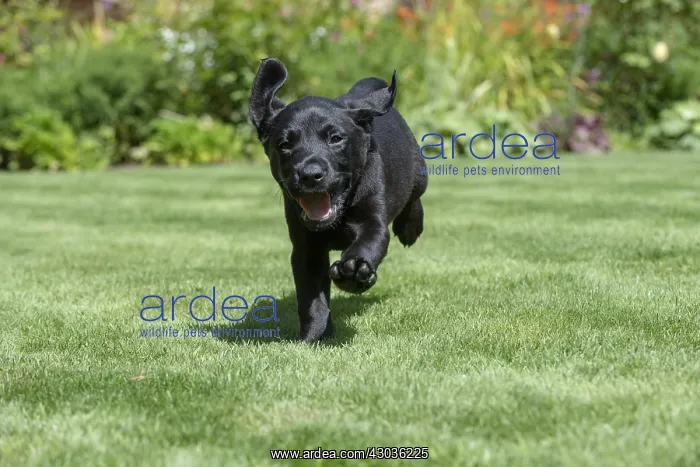 : DOG. Black Labarador puppy (8 weeks old ) running : DOG. Black Labarador puppy (8 weeks old ) running