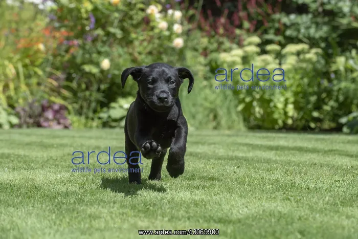 : DOG. Black Labarador puppy (8 weeks old ) running : DOG. Black Labarador puppy (8 weeks old ) running