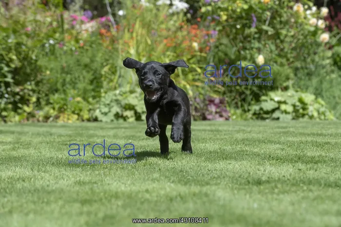 : DOG. Black Labarador puppy (8 weeks old ) running : DOG. Black Labarador puppy (8 weeks old ) running
