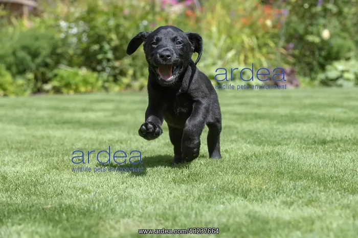 : DOG. Black Labarador puppy (8 weeks old ) running : DOG. Black Labarador puppy (8 weeks old ) running